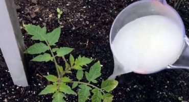 Čím a kdy je lepší krmit sazenice rajčat, aby byly kypré